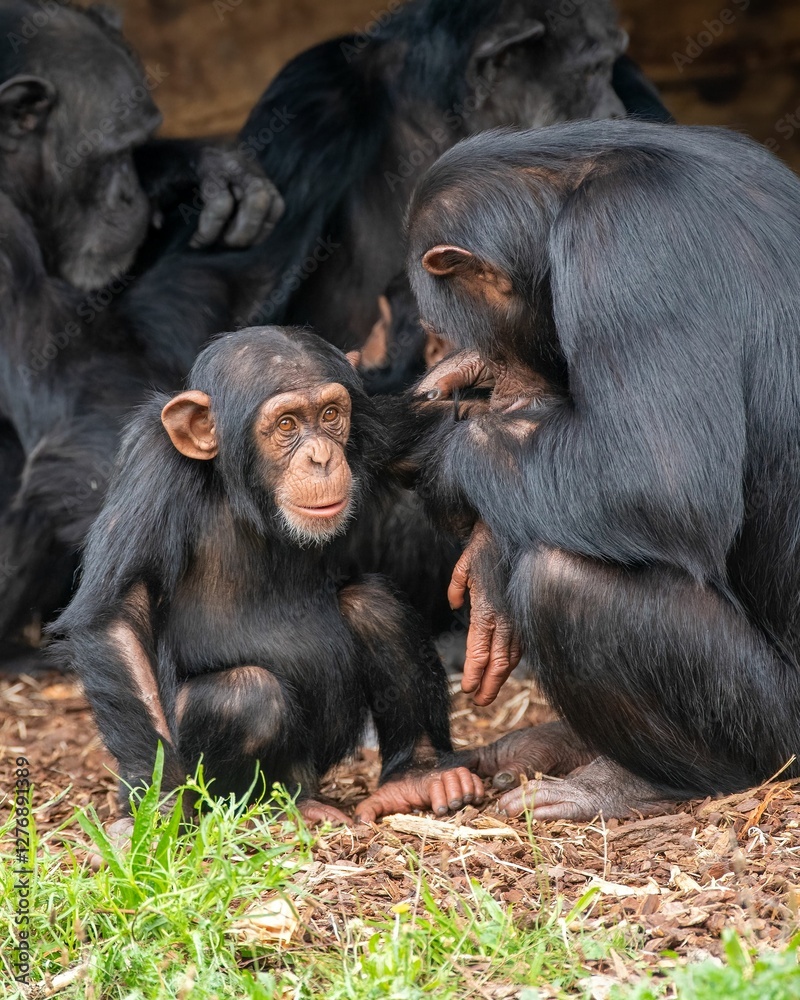 Cute Chimpanzee Enjoys a Grooming Moment in Nature