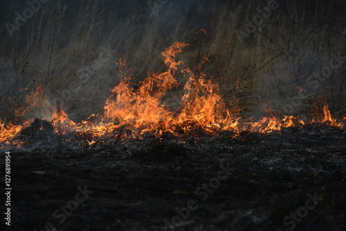 Spring is burning, dry grass and forest