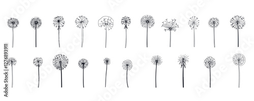 Variety of dandelion shapes: artistic black and white flower silhouettes on white background. Vector