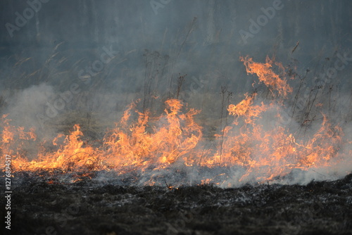 Spring is burning, dry grass and forest