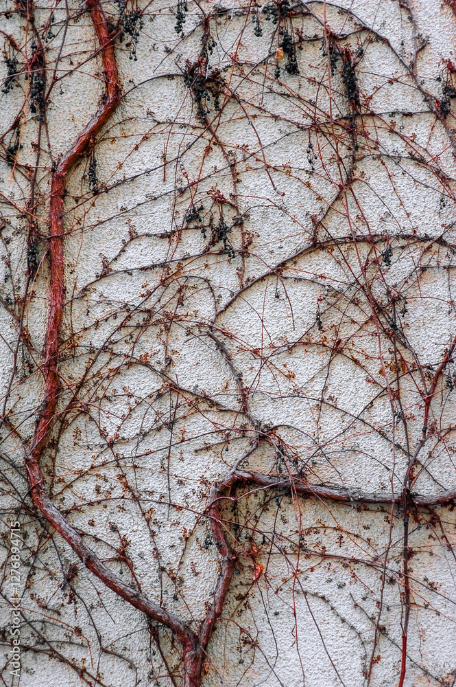 Background, texture of dry branches of ivy tree, grapes with berries on a concrete wall. Nature photography. Background, texture of dry branches of ivy tree, grapes with berries on a concrete wall. Nature photography.