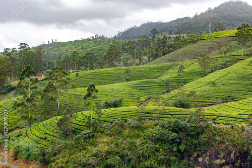 Wallpaper Mural Mountain hills with tea plantations in Nuwara Eliya region on a cloudy early morning. Sri Lanka	 Torontodigital.ca