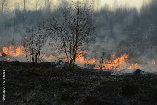 Spring is burning, dry grass and forest