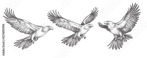 Detailed sketch of three eagles in flight displaying graceful wing movements and expressions. Vector