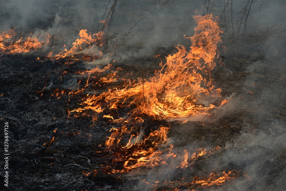 Spring is burning, dry grass and forest Spring is burning, dry grass and forest