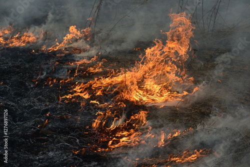 Spring is burning, dry grass and forest