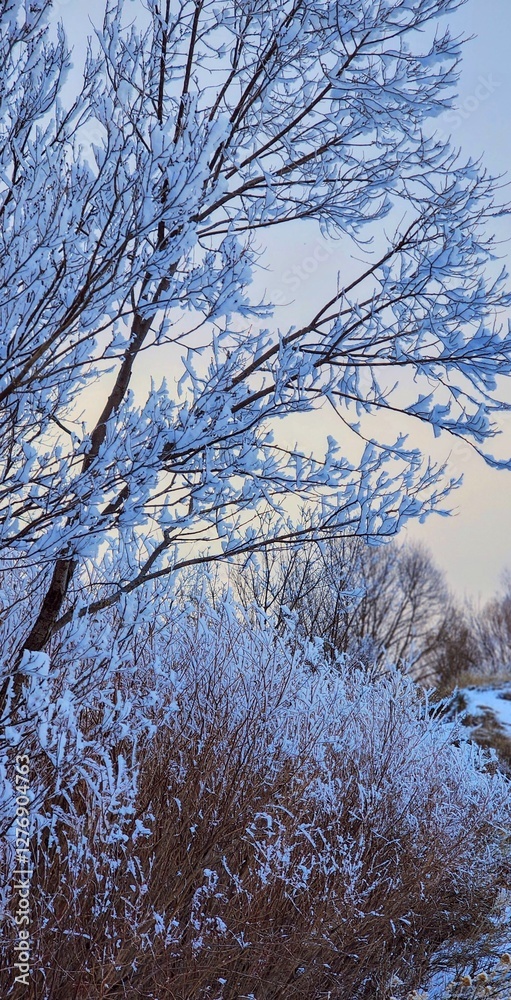 Winter Colors with Frosty Branches in Glowing Winter Sky Winter Colors with Frosty Branches in Glowing Winter Sky