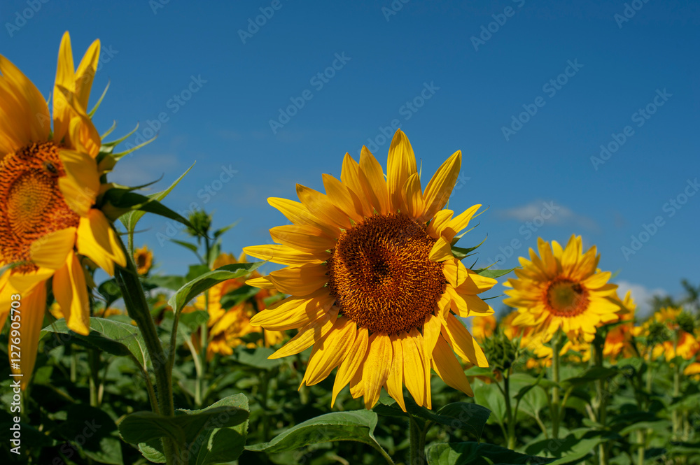 Blooming sunflower in the field against the blue sky. Blooming sunflower in the field against the blue sky.