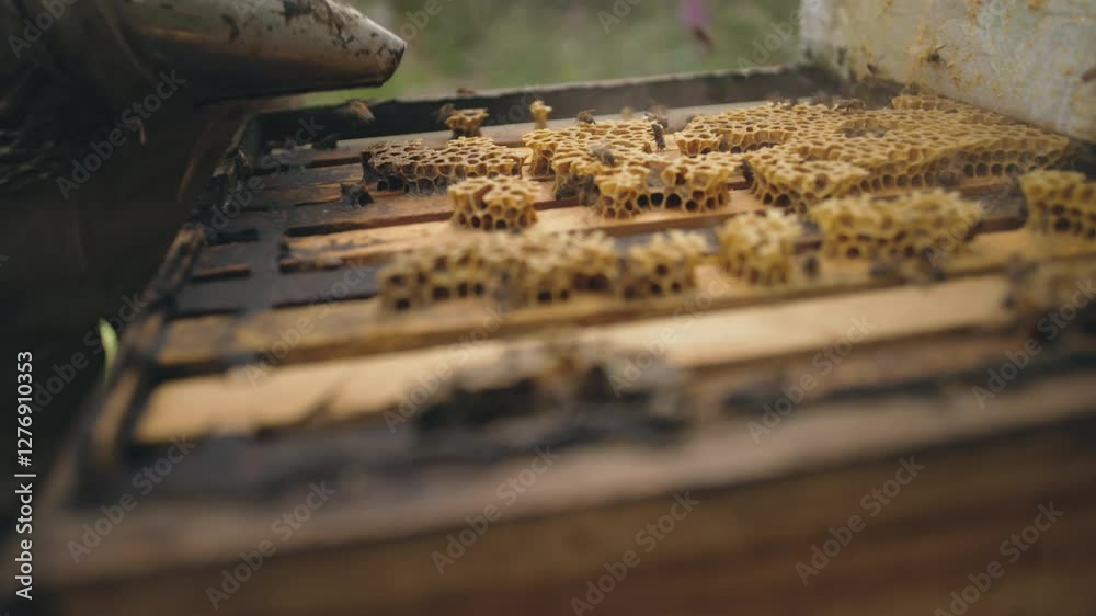 Beekeepers working with bees to produce honey to protect nature in an ecologically fair manner Beekeepers working with bees to produce honey to protect nature in an ecologically fair manner