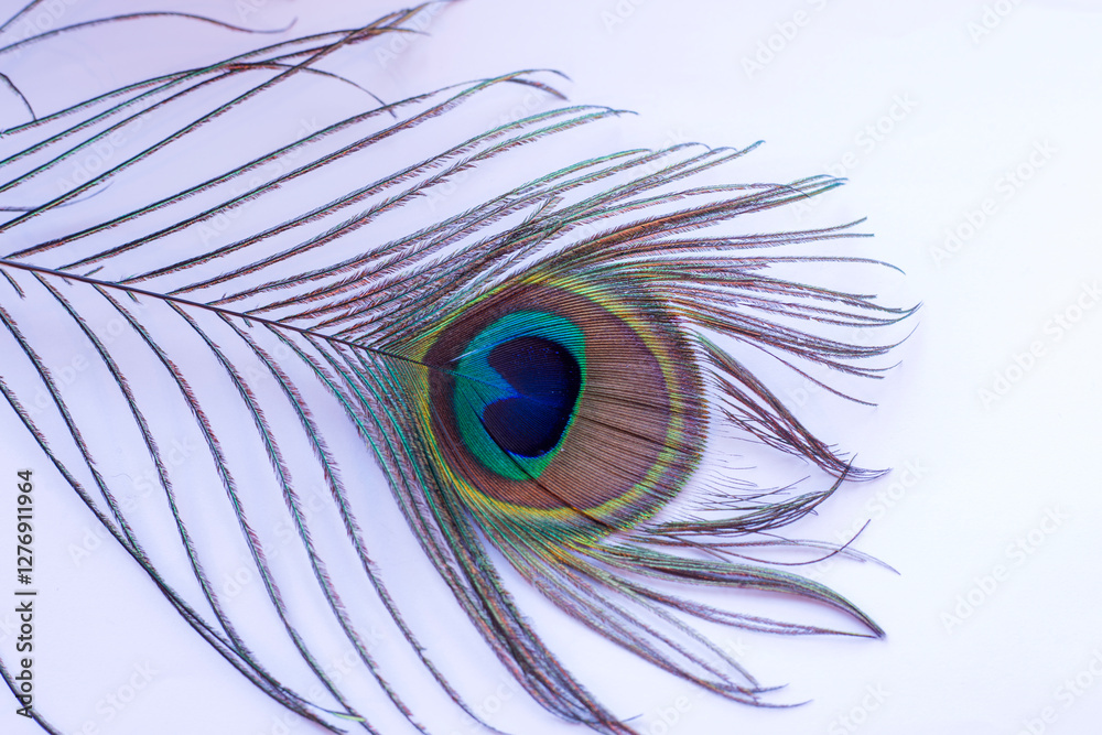 Obraz premium peacock feather in white background