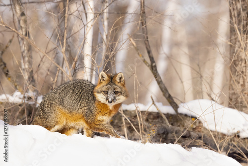Gray fox,Urocyon cinereoargenteus in Northern woods, in Minnesota.