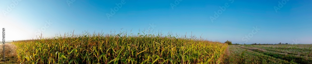 Panoramic view of Corn field plantation with blue sky background. Panoramic view of Corn field plantation with blue sky background.