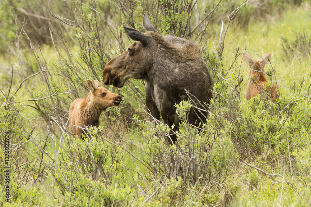 Moose, female Alces americanus with her young in Colorado. Moose, female Alces americanus with her young in Colorado.
