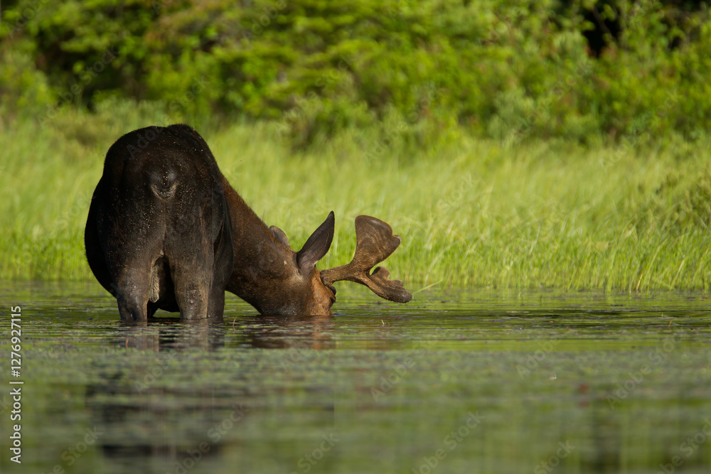Fototapeta premium Bull Moose, Alces americanus feeding on water plants in Canada.