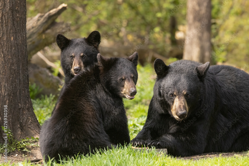 Family of Black bears, female and her cubs in the Minnesota forest. Family of Black bears, female and her cubs in the Minnesota forest.