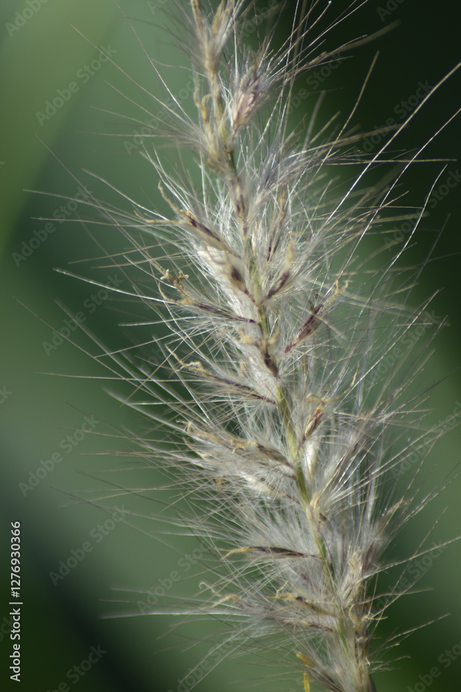 Obraz premium cactus close up