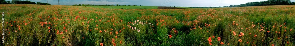 Panorama landscape of red poppies and gray sky with white clouds on a summer day Panorama landscape of red poppies and gray sky with white clouds on a summer day