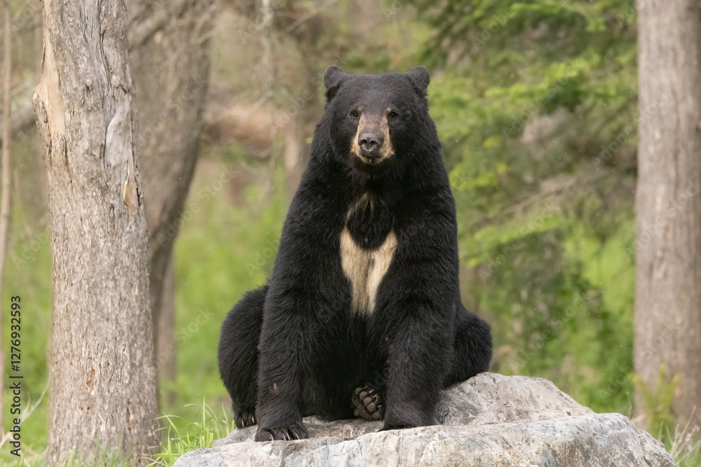 Wild American Black bear sitting in northern woods of Minnesota, showing chest patch. Wild American Black bear sitting in northern woods of Minnesota, showing chest patch.