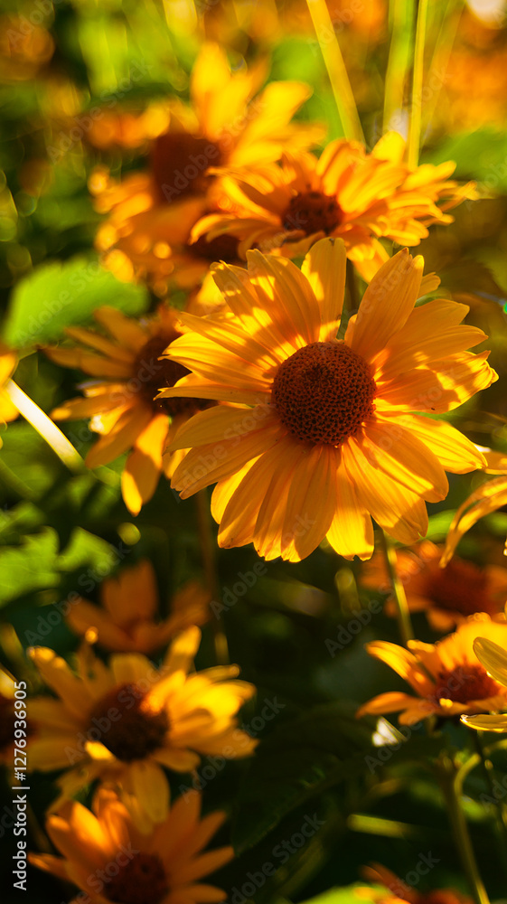 Obraz premium Beautiful yellow asters flowers small sunflowers with blurred green background