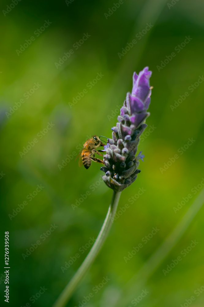 Fototapeta premium Abeja sobre Lavanda
