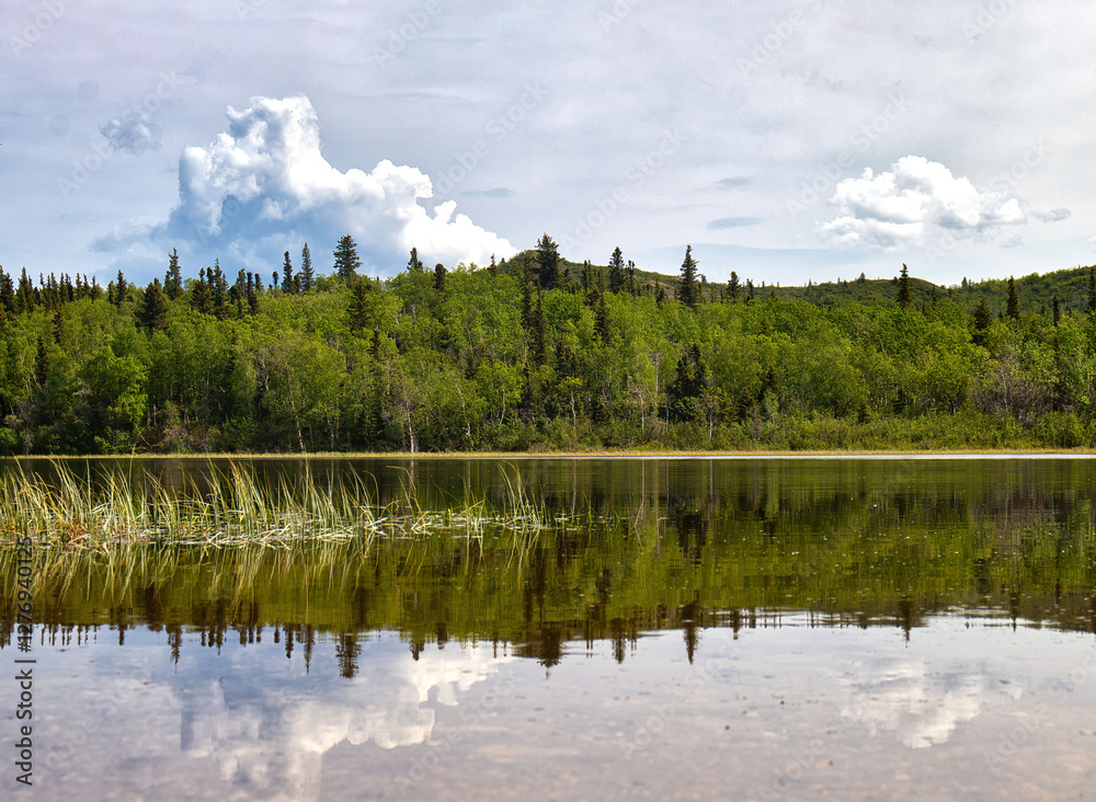 Fototapeta premium Reflection of trees in lake in interior Alaska on a spring day