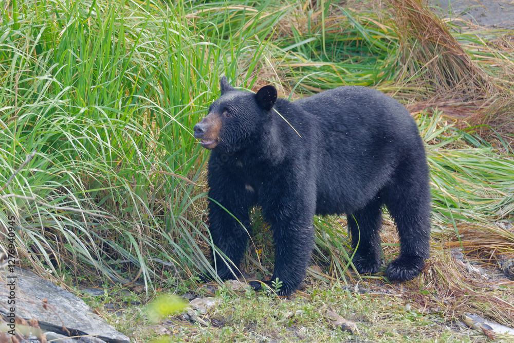 Black Bear standing among the grass at the Solomon Gulch Hatchery, Valdez, Alaska, USA Black Bear standing among the grass at the Solomon Gulch Hatchery, Valdez, Alaska, USA