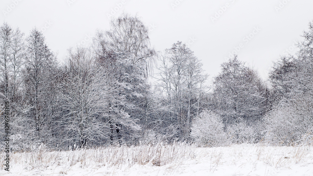 Obraz premium winter landscape, in the photo a forest in winter and a gray sky in the foreground a meadow