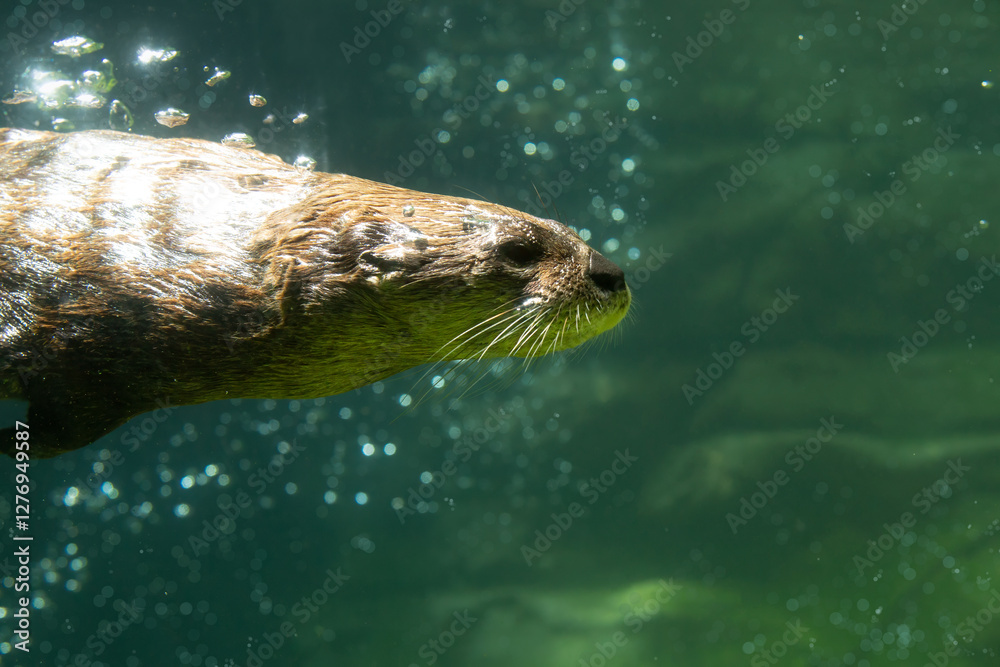 Fototapeta premium River Otter, Lontra canadensis under water, Minnesota.