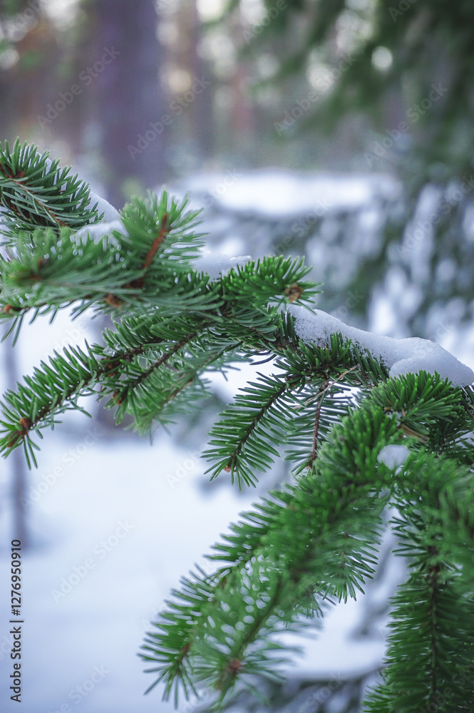 Branches of tree and snow covered landscape in the winter Branches of tree and snow covered landscape in the winter
