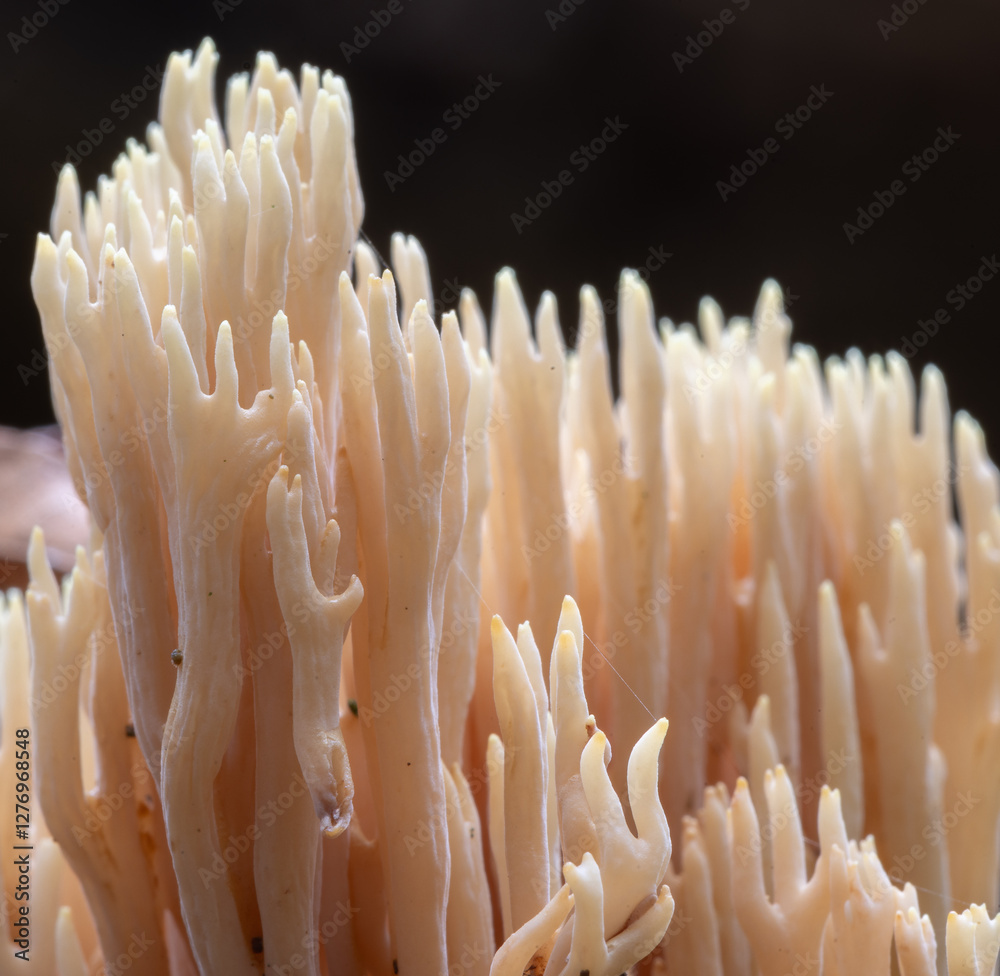 Fototapeta premium coral fungus 