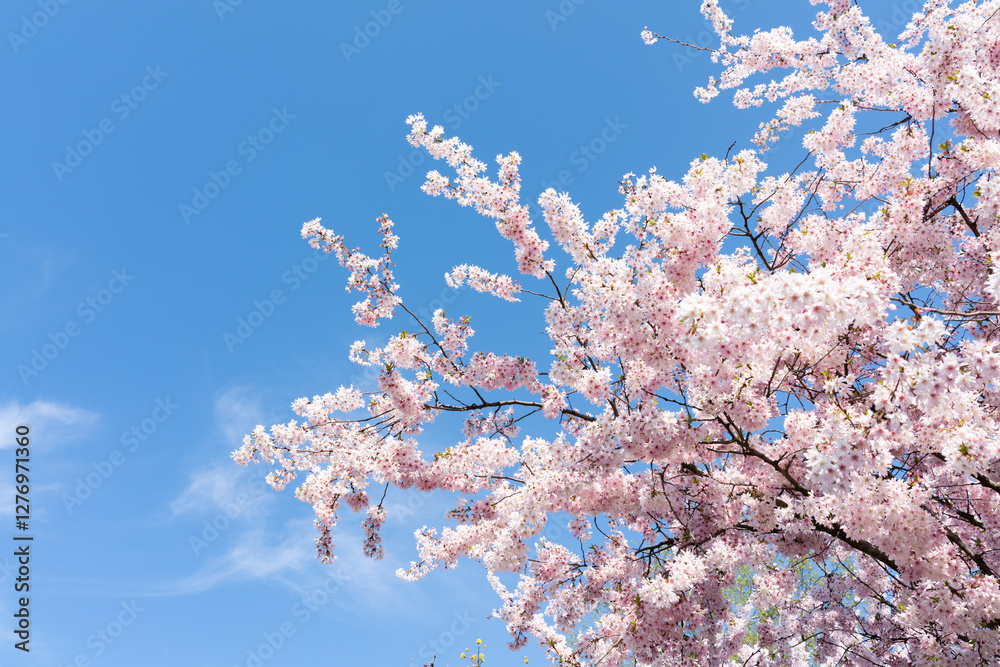 Cherry blossom against blue sky