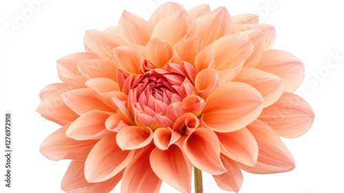 Radiant peach dahlia blossom close up on a crisp white background