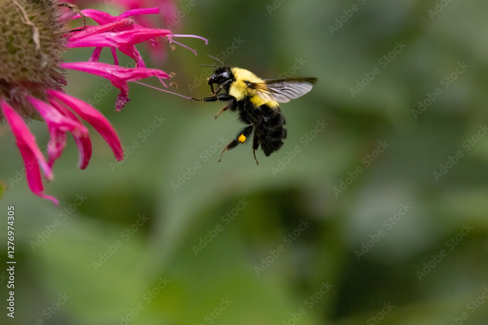 Bumblebee nectaring and collecting pollen in Minnesota garden. Bumblebee nectaring and collecting pollen in Minnesota garden.