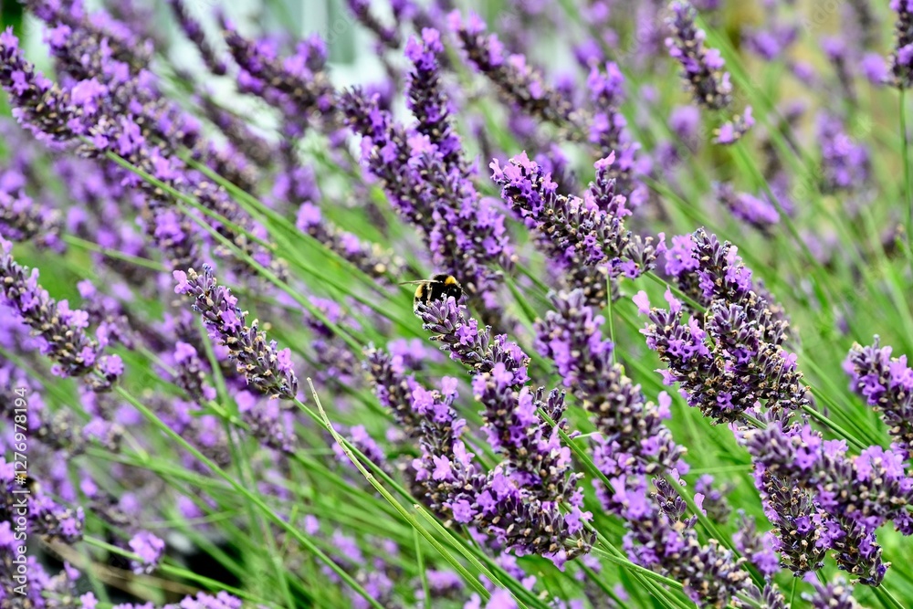Fototapeta premium Bee on English Lavender