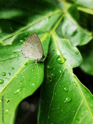 Tajuria. Tajuria Butterfly, macro photography of insect in nature, beautiful photo of small animal