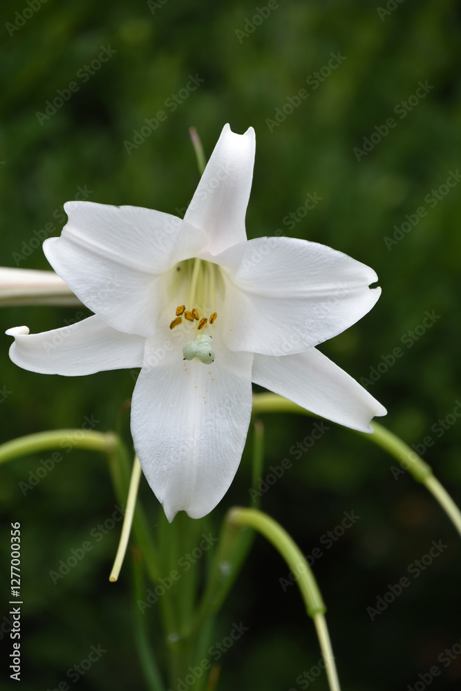 Fantastic Close up of a Trumpet Lily Flowering Fantastic Close up of a Trumpet Lily Flowering