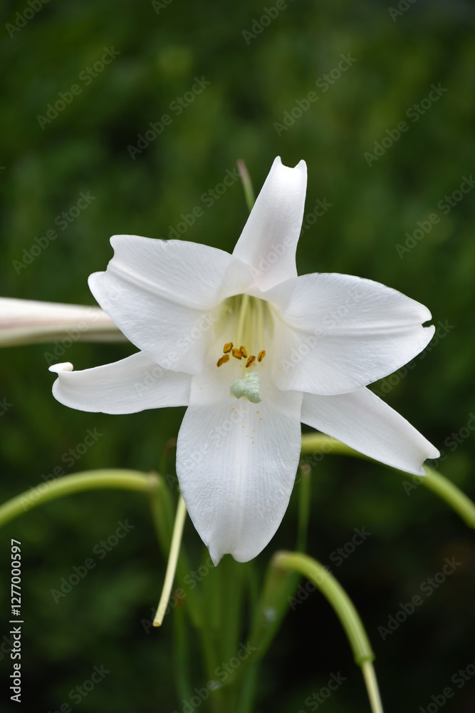 Beautiful Flowering White Trumpet Lily Blooming Beautiful Flowering White Trumpet Lily Blooming