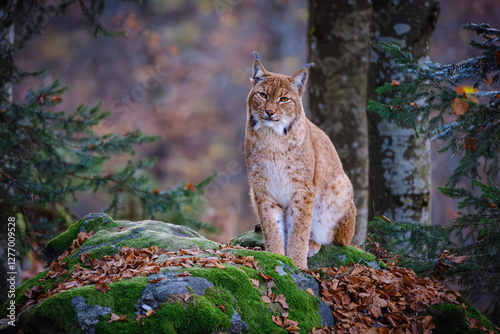 Male lynx sitting on the rock in the forest in Bayerischer Wald
