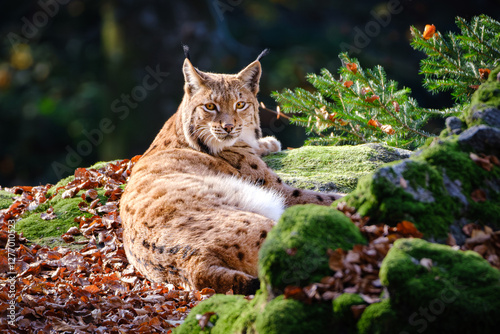 Lynx cat lying in the forest