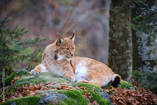Male lynx lying on the rock in the forest in Bayerischer Wald