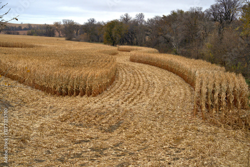 Fall corn harvest in Nebraska