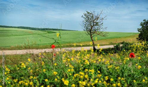 lonely tree near a field road with yellow and poppy flower, rural landscapes