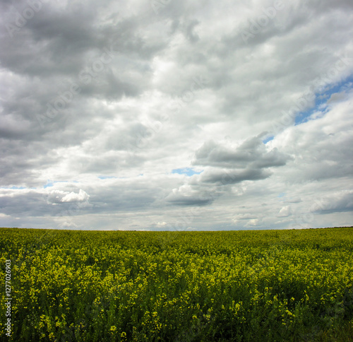 rapeseed field during flowering under a sky with dramatic clouds