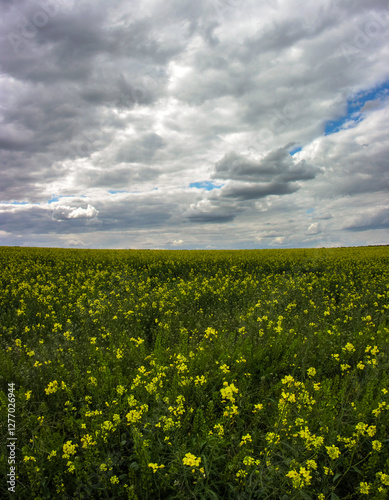 flowering rapeseed field under a sky with dramatic clouds