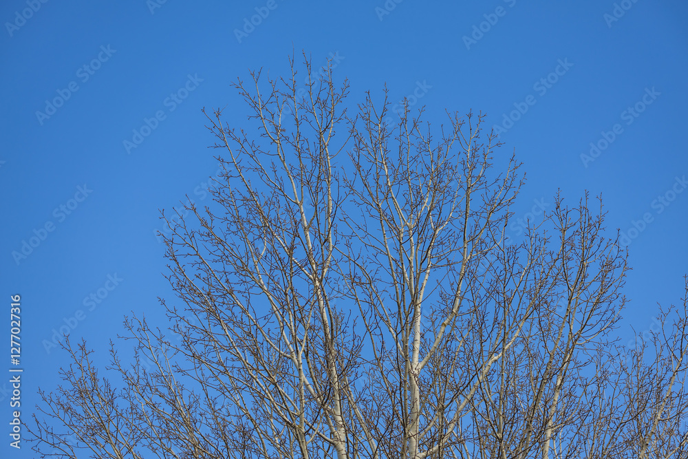 View into the treetop. The sky is in the background View into the treetop. The sky is in the background