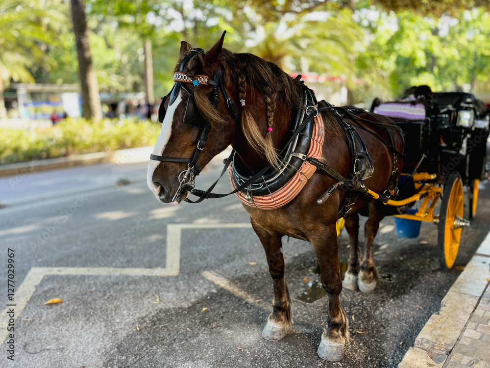 Headline Brown horse with harness and flange, waiting patiently to pull a carriage to tourists through the city of Malaga. A popular attraction in Andalusia, southern Spain. Headline Brown horse with harness and flange, waiting patiently to pull a carriage to tourists through the city of Malaga. A popular attraction in Andalusia, southern Spain.