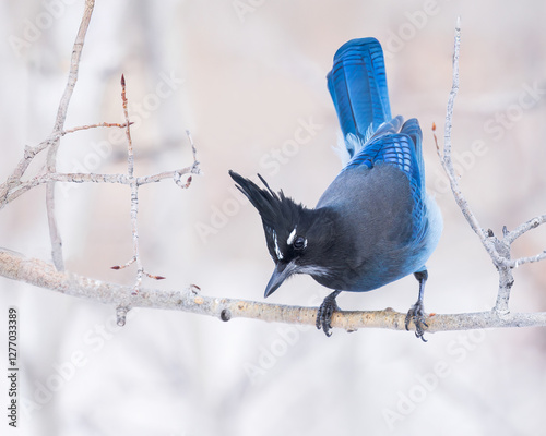 A Steller's Jay gets ready to leave his perch.