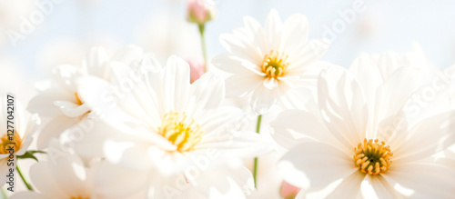 delicate white flowers in soft sunlight