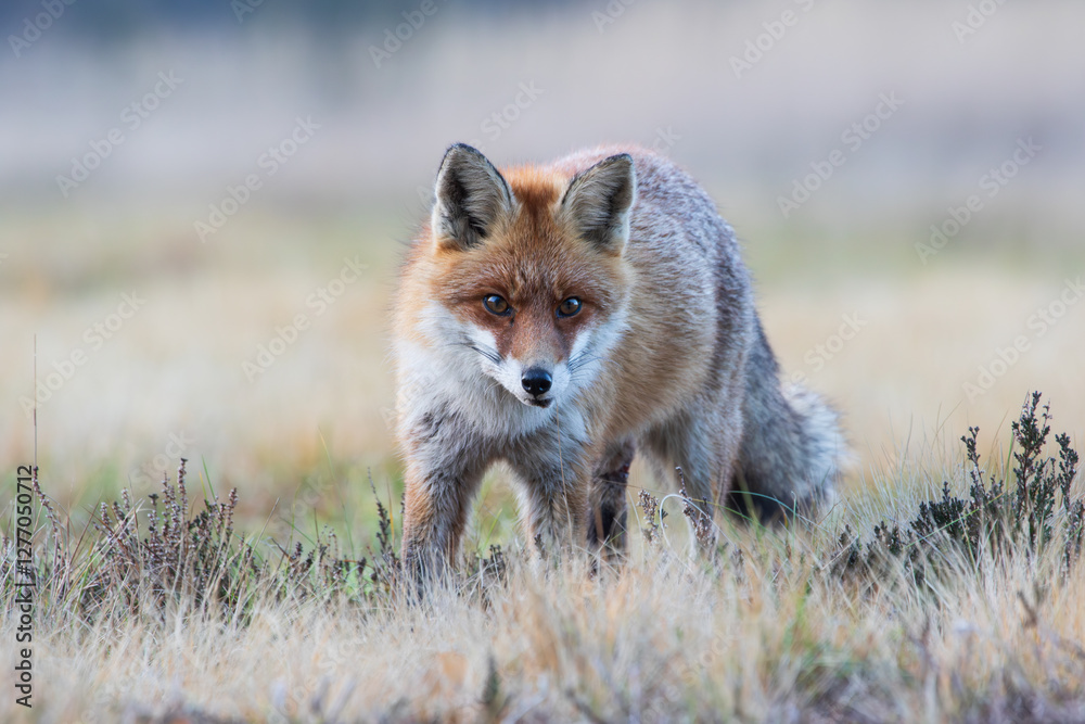 A fox on a meadow looking alertly at the camera A fox on a meadow looking alertly at the camera