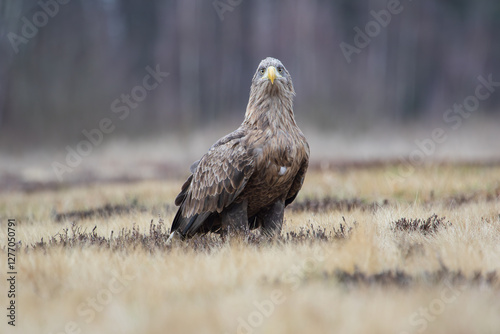 A white-tailed eagle on a sunny day looking at the camera